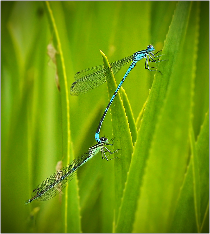 Hufeisen-Azurjungfer (Coenagrion puella) ...