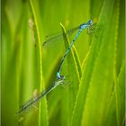 Hufeisen-Azurjungfer (Coenagrion puella) ...