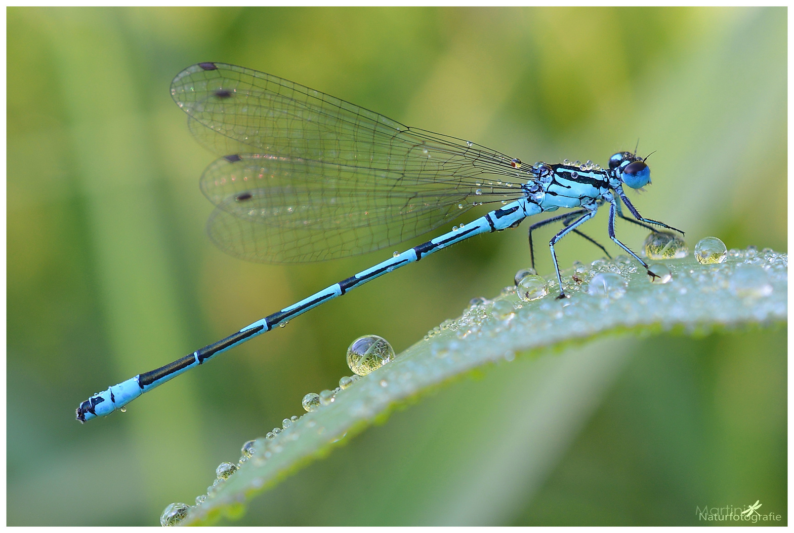 Hufeisen-Azurjungfer (Coenagrion puella)