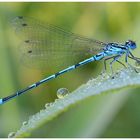 Hufeisen-Azurjungfer (Coenagrion puella)