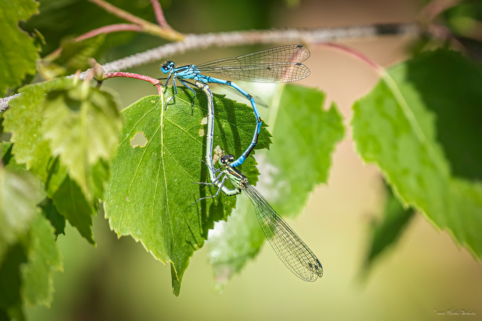 Hufeisen-Azurjungfer - Coenagrion puella -