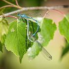 Hufeisen-Azurjungfer - Coenagrion puella -