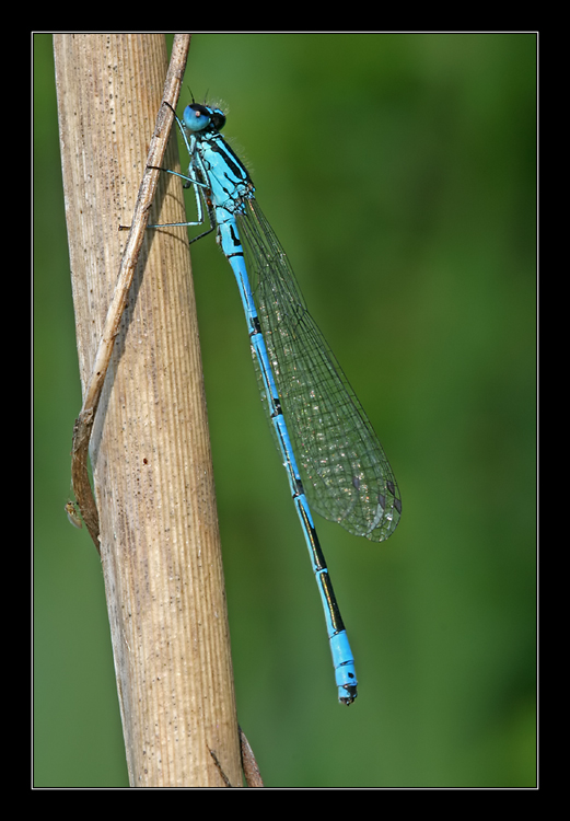 Hufeisen-Azurjungfer (Coenagrion puella)