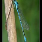 Hufeisen-Azurjungfer (Coenagrion puella)