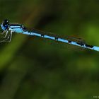 Hufeisen Azurjungfer (Coenagrion puella)