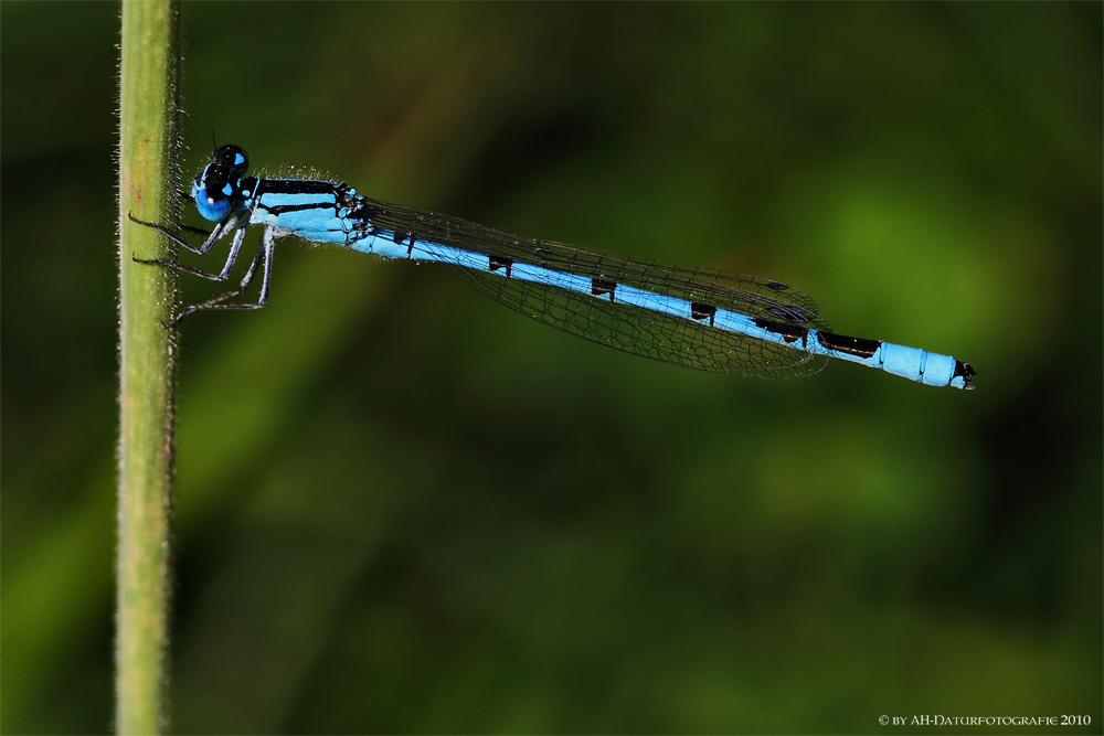 Hufeisen Azurjungfer (Coenagrion puella)