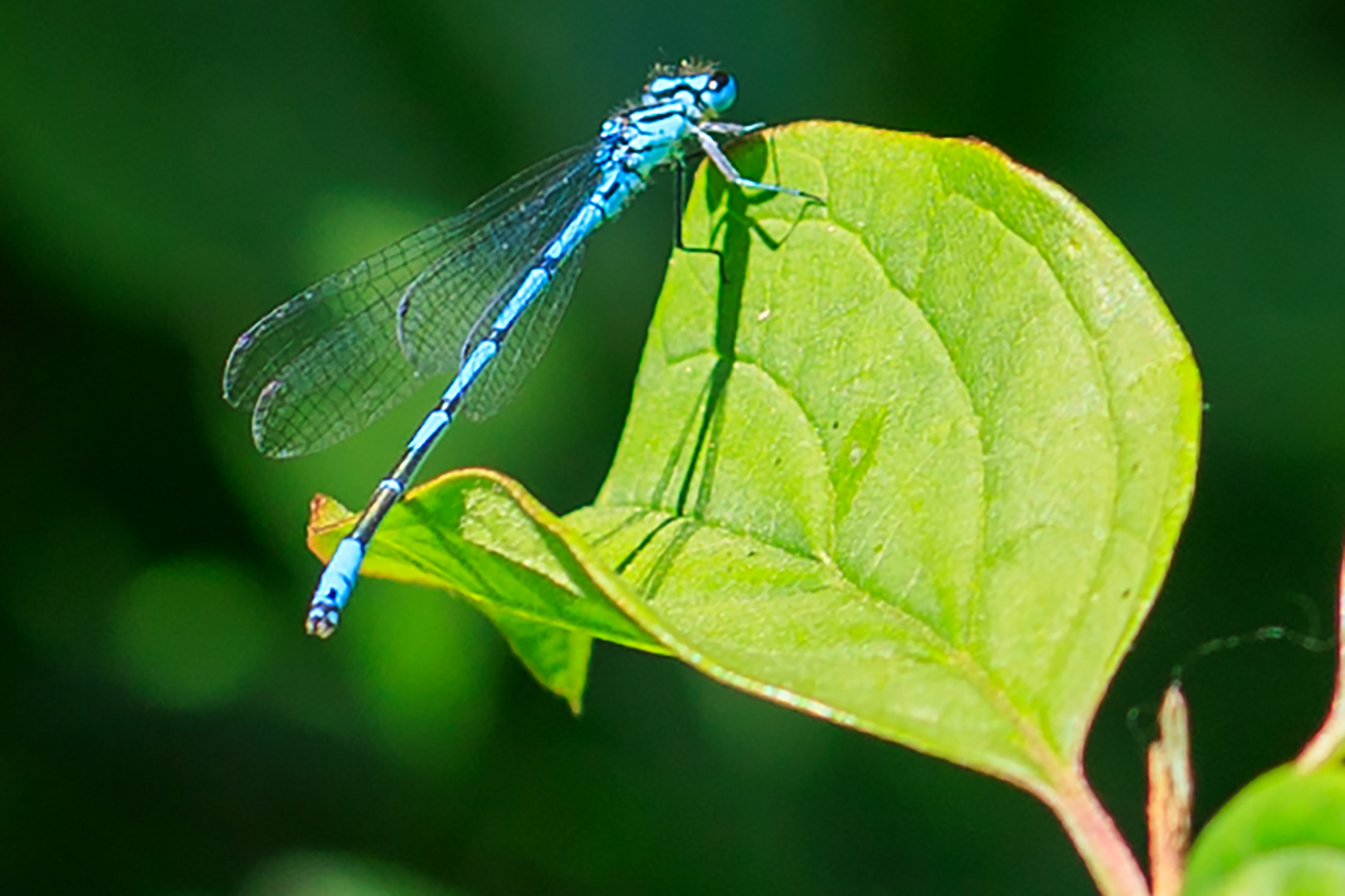 Hufeisen-Azurjungfer (Coenagrion puella)