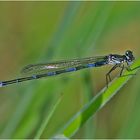 Hufeisen- Azurjungfer (Coenagrion puella)