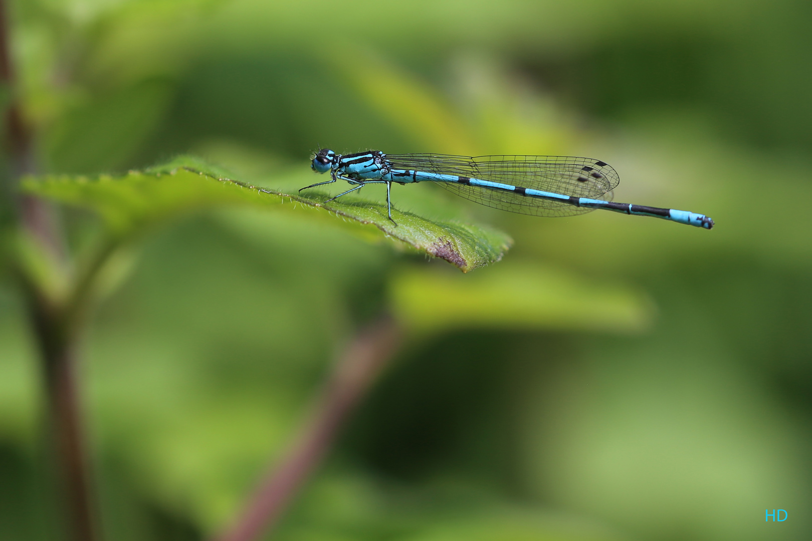 Hufeisen-Azurjungfer (Coenagrion puella)