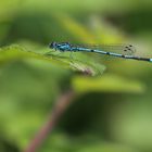 Hufeisen-Azurjungfer (Coenagrion puella)