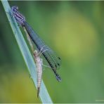 hufeisen-azurjungfer (coenagrion puella).....