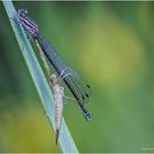 hufeisen-azurjungfer (coenagrion puella).....