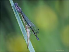 hufeisen-azurjungfer (coenagrion puella).....