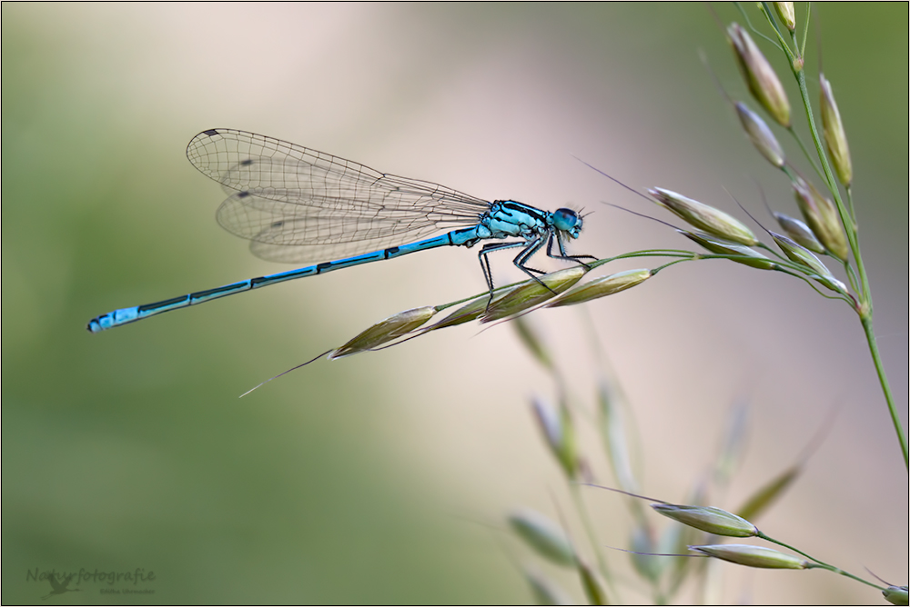 hufeisen-azurjungfer (coenagrion puella )