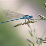 hufeisen-azurjungfer (coenagrion puella )