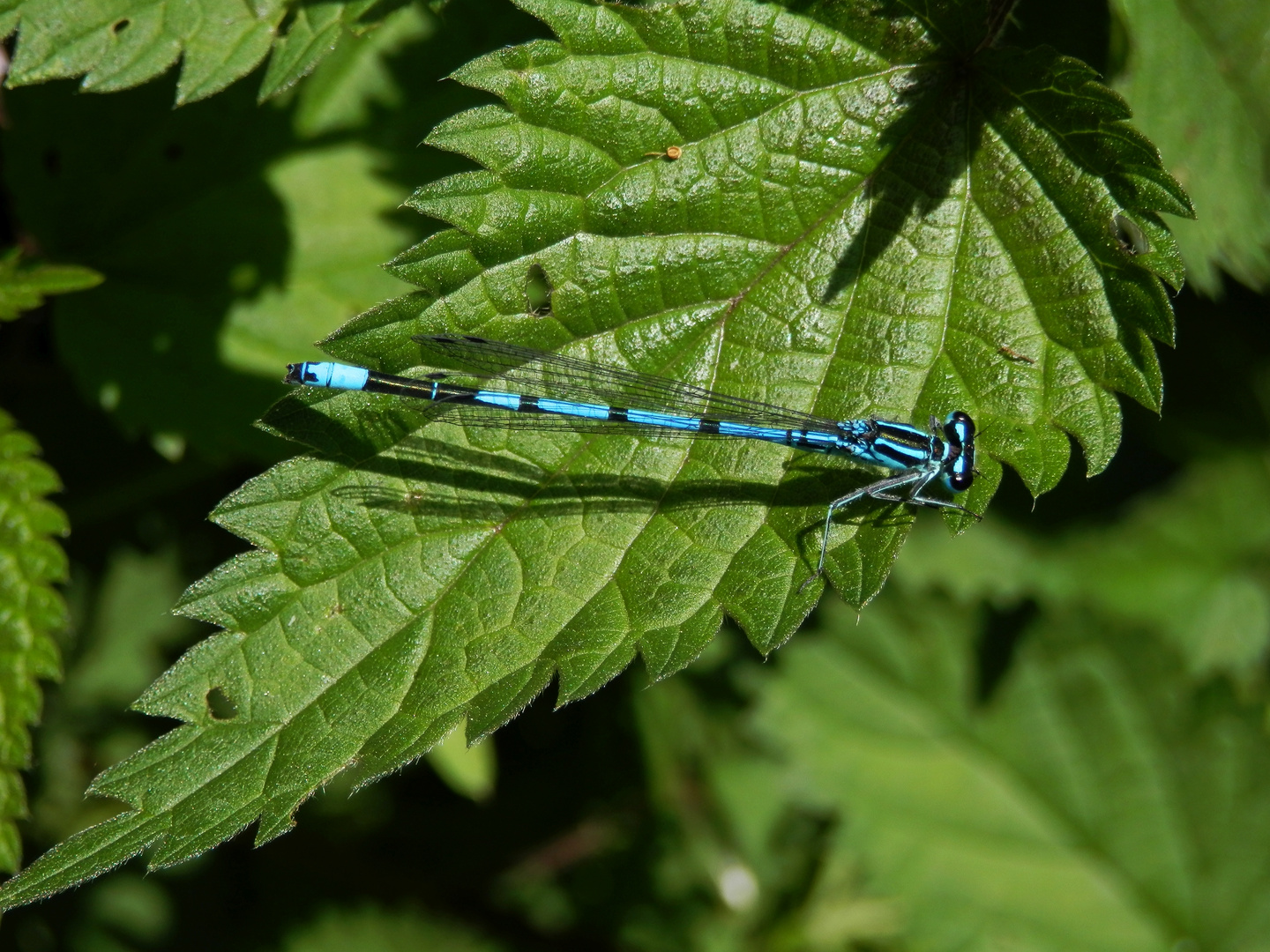 Hufeisen-Azurjungfer (Coenagrion puella) auf Großer Brennessel