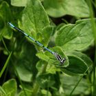 Hufeisen-Azurjungfer (Coenagrion puella) auf Oregano