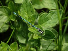 Hufeisen-Azurjungfer (Coenagrion puella) auf Oregano