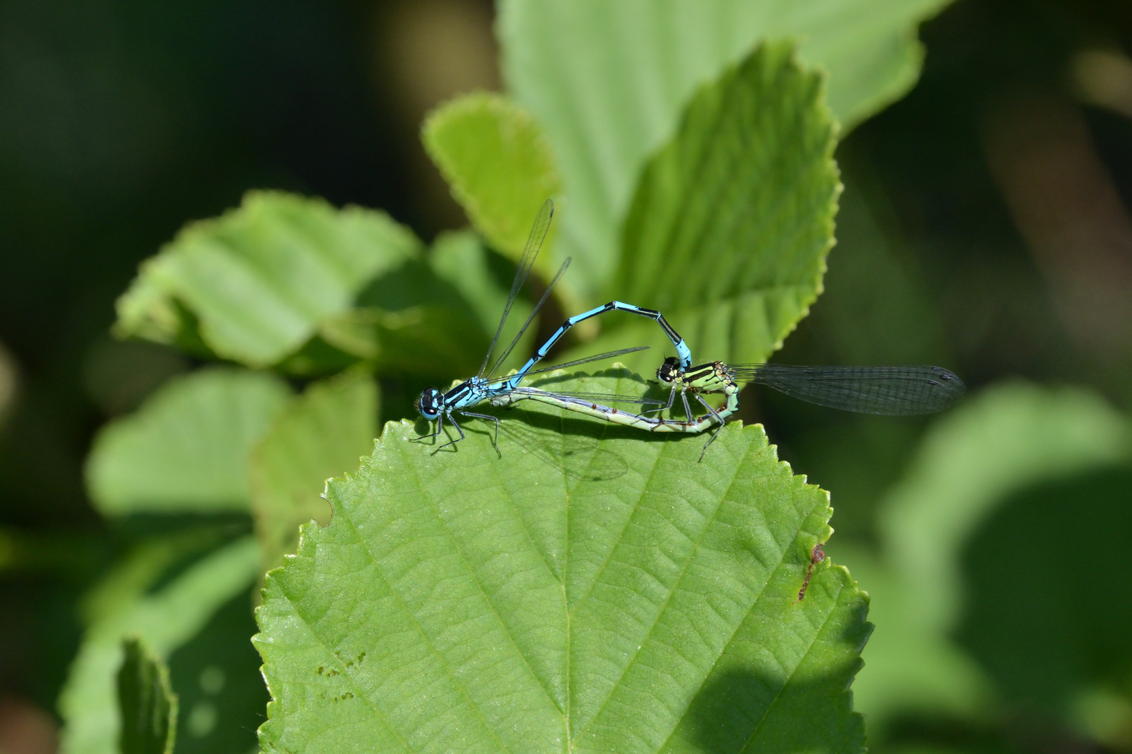 Hufeisen-Azurjungfer (Coenagrion puella)