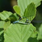 Hufeisen-Azurjungfer (Coenagrion puella)