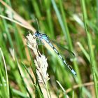 Hufeisen-Azurjungfer (Coenagrion puella)