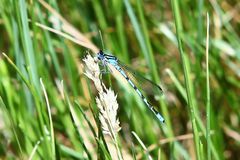 Hufeisen-Azurjungfer (Coenagrion puella)