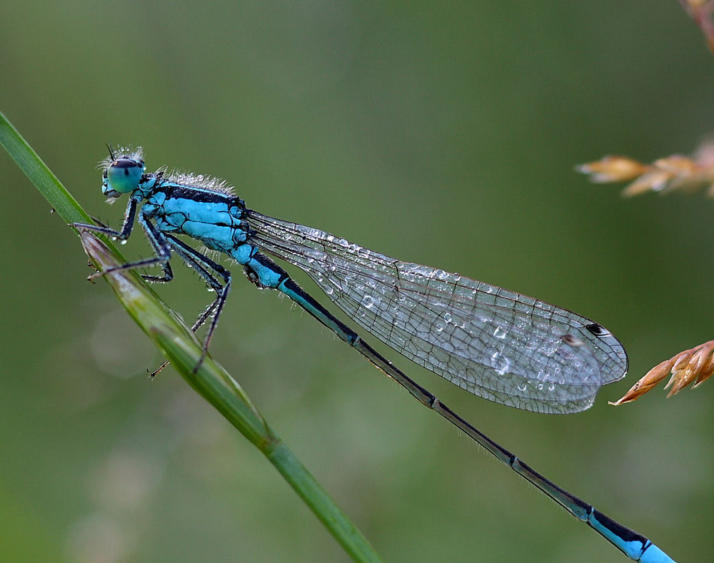 ........... "Hufeisen-Azurjungfer (Coenagrion puella) ....."