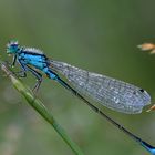 ........... "Hufeisen-Azurjungfer (Coenagrion puella) ....."