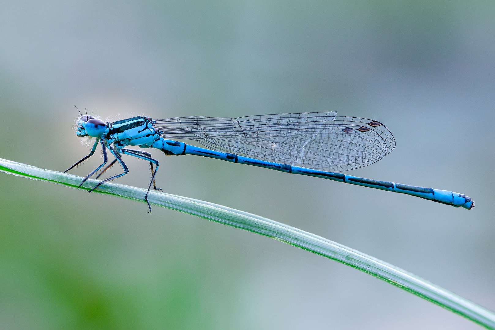 Hufeisen-Azurjungfer, Coenagrion puella