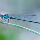 Hufeisen-Azurjungfer, Coenagrion puella