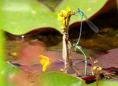 ... Hufeisen-Azurjungfer (Coenagrion puella) ...