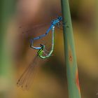 Hufeisen-Azurjungfer (Coenagrion puella)