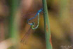 Hufeisen-Azurjungfer (Coenagrion puella)