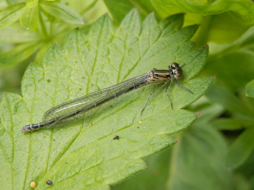 Hufeisen-Azurjungfer (Coenagrion puella) - Ein Weibchen