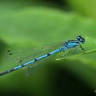 Hufeisen-Azurjungfer (Coenagrion puella)