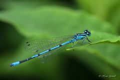 Hufeisen-Azurjungfer (Coenagrion puella)