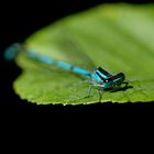 Hufeisen-Azurjungfer (Coenagrion puella) II