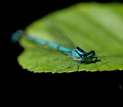 Hufeisen-Azurjungfer (Coenagrion puella) II