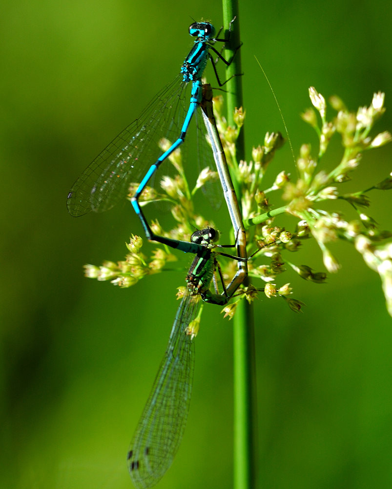 Hufeisen-Azurjungfer (Coenagrion puella) III