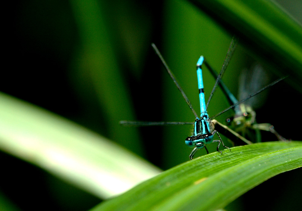 Hufeisen-Azurjungfer (Coenagrion puella) IV