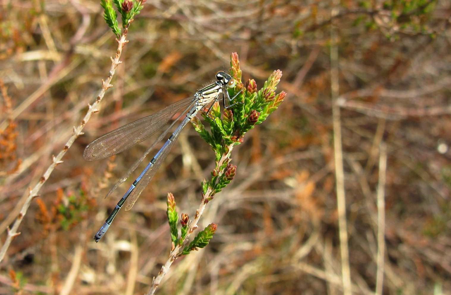 Hufeisen-Azurjungfer: (Coenagrion puella), junges Männchen 