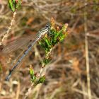 Hufeisen-Azurjungfer: (Coenagrion puella), junges Männchen 