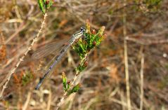 Hufeisen-Azurjungfer: (Coenagrion puella), junges Männchen 