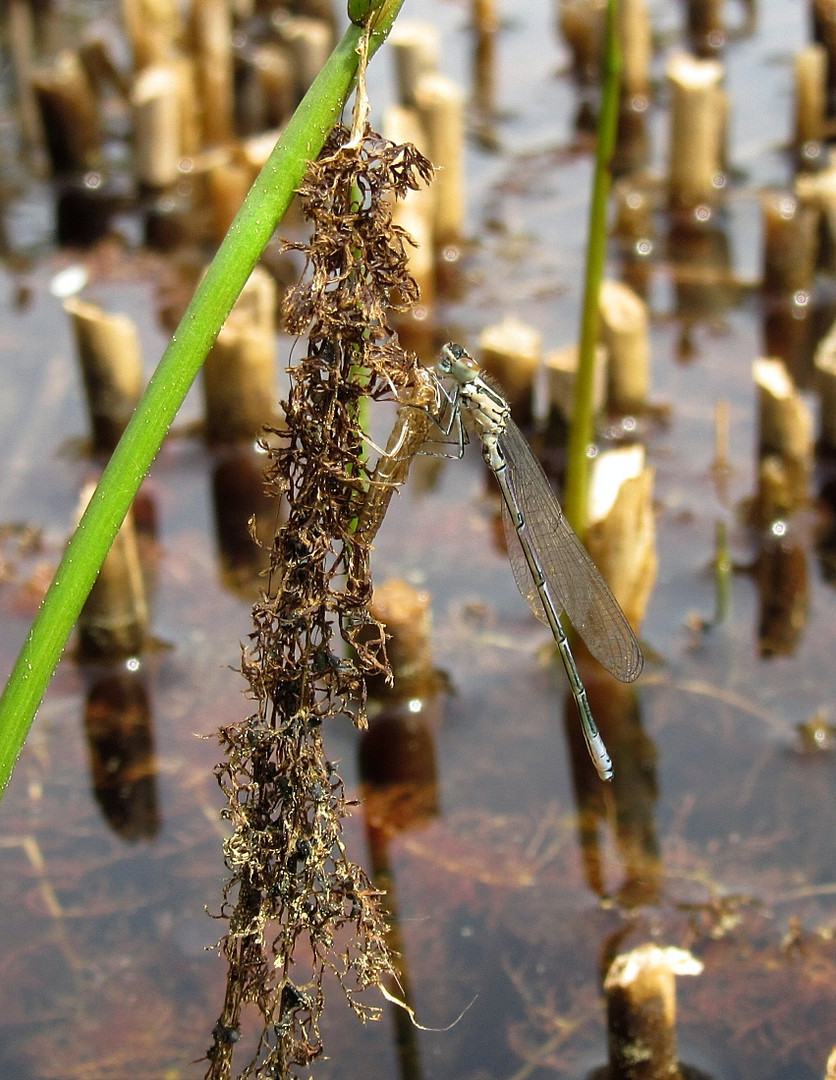 Hufeisen-Azurjungfer (Coenagrion puella), junges Männchen 