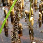 Hufeisen-Azurjungfer (Coenagrion puella), junges Männchen 