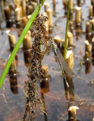 Hufeisen-Azurjungfer (Coenagrion puella), junges Männchen 