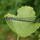 Hufeisen-Azurjungfer (Coenagrion puella) - junges Weibchen