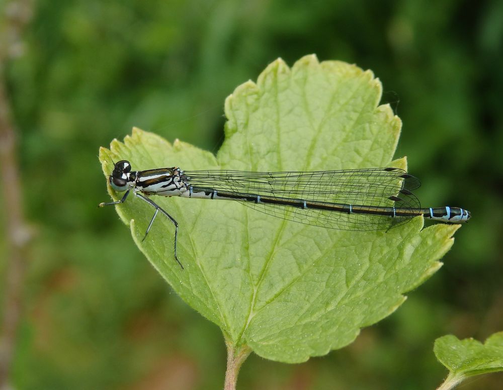 Hufeisen-Azurjungfer (Coenagrion puella) - junges Weibchen