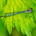  Hufeisen-Azurjungfer (Coenagrion puella) - L’Agrion jouvencelle.