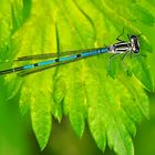  Hufeisen-Azurjungfer (Coenagrion puella) - L’Agrion jouvencelle.